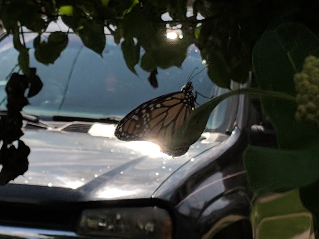 Butoh Body- Ongoing class&nbsp;news